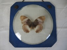 Schmetterling Präparat im