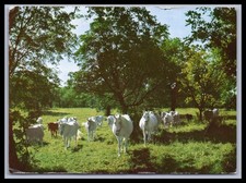 Ansichtskarte Tierpostkarte /