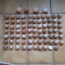80x Schneckenhäuser Weinbergschnecke Schnecken Gehäuse Häuser