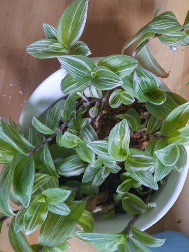 Tradescantia brightness white - brightness/,