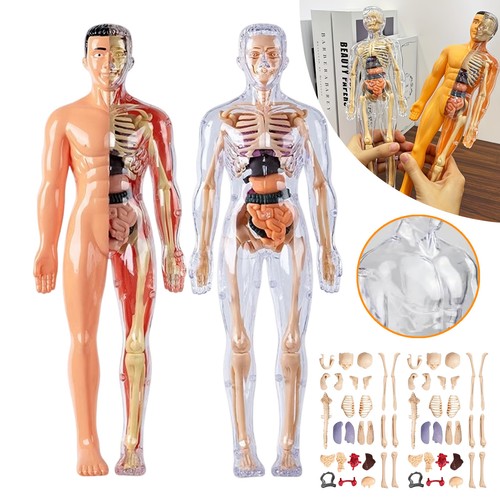 Skelett modell anatomie - skelett,