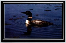 Lake  loon The Great Northern