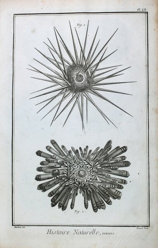Seeigel oursin sea urchin - seeigel,