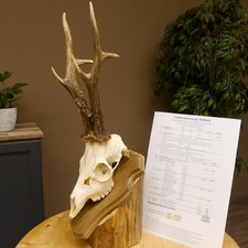 Rehgeweih aktuelles Gewicht