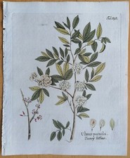 Vietz Icones Plantarum