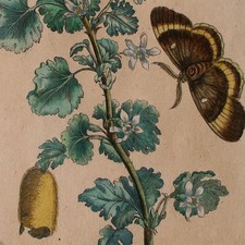 Maria Sibylla Merian nach Fleur de Groselier aquarellierter Stich Raupe Kokon