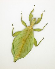 Leaf Insect -Phylliidae