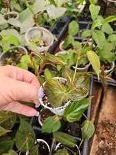 Philodendron Micans Live Plant