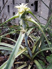 SAMEN - Bromelie aus Minas