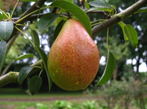 Birnenbaum gute luise - birnenbaum,