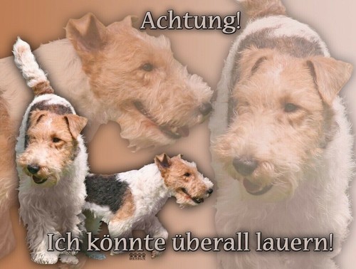 Foxterrier drahthaar - foxterrier,