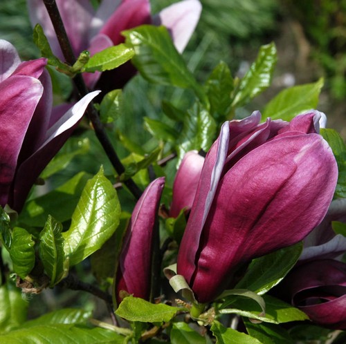 Tulpen magnolie emperor - magnolie,