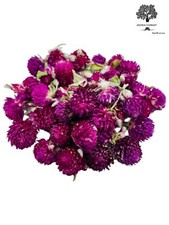 Getrocknete gomphrena blüten - gomphrena,