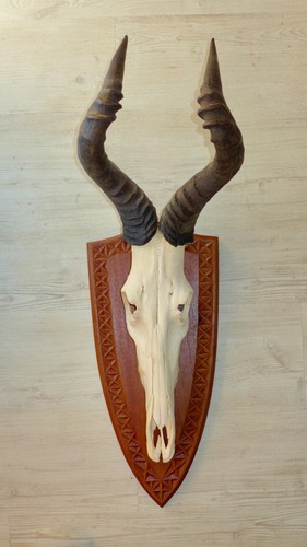 Trophäe sammlung geweih - trophäe,