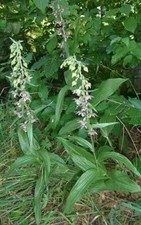 1000 Samen Breitblättriges