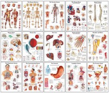 Poster Menschliche Anatomie -