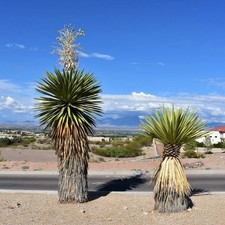 Yucca faxoniana giant spanish - yucca,