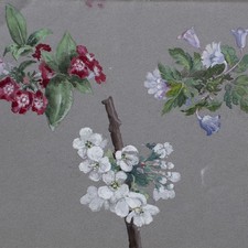 Kirschblüten Frühblüher Pflanzenstudie Botanik Aquarell unsigniert Mitte 19 Jh