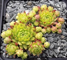3x Sempervivum "Toska" - Hauswurz - Garten - Steingarten - Ableger