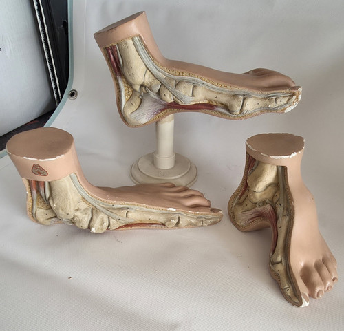 Somso anatomisches - somso,