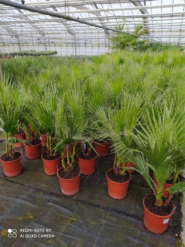 Washingtonpalme washingtonia - washingtonpalme,