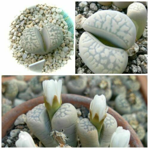 Samen lithops marmorata - 10,