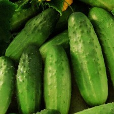 Gurkensamen Snack Gurke Gurken Samen Cezar F1 Hybride цезарь 150 Samen Nr.62