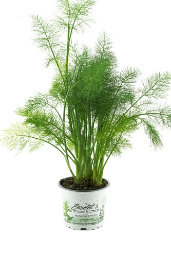 Gewürzfenchel fenchel - gewürzfenchel,,