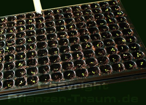 Pikierplatte quickpot 150 - quickpot,