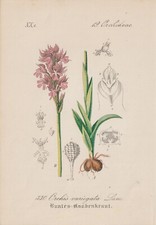 Buntes knabenkraut orchis - buntes, (orchis