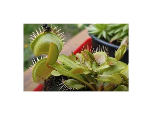Dionaea muscipula cerberus - dionaea,
