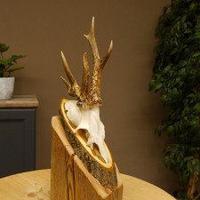 Rehbock abnormes Reh Bock