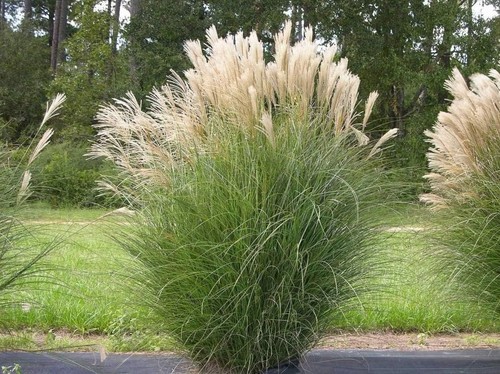 Miscanthus sinensis xxl - x,