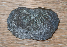 Ammonit Fossil –
