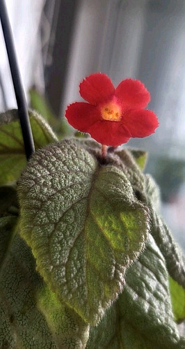 Episcia pink harlequin bew - pink, harlequin?bew