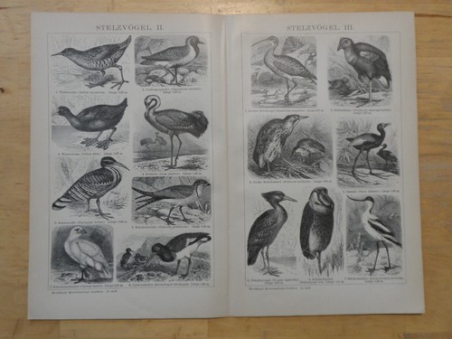 Orig holzstich - orig.(1893),