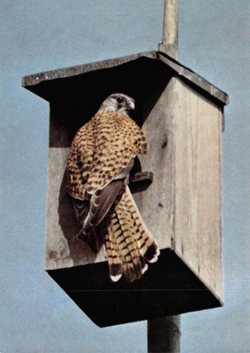 Turmfalke nistkasten ngl - turmfalke,