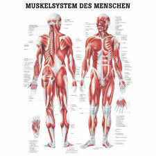 Muskelsystem Poster Anatomie
