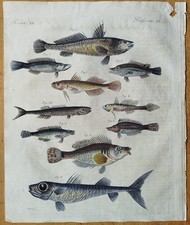 Fische gründel lutjan - gründel,