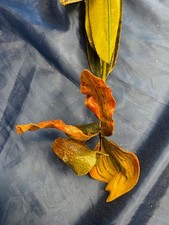 Frauenschuh Orchidee mit