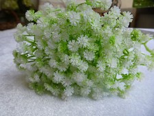 Schleierkraut, Gypsophila, 10