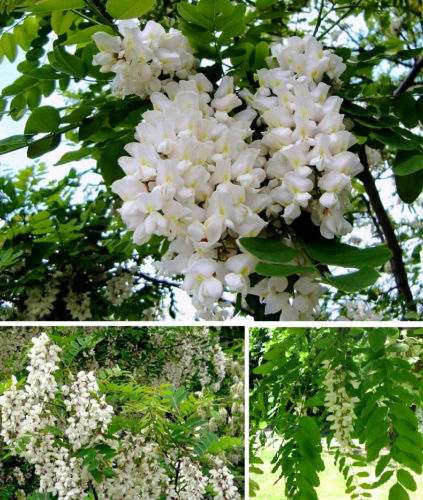 Weiße robinie pflanze baum - weiße,