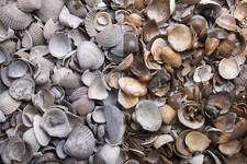 Zierkies Muscheln 1 kg Beutel