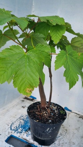 Bonsai bergahorn acer - ,