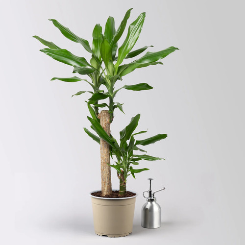 Duftender drachenbaum - duftender,