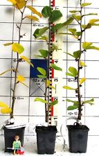 Zaubernuß ,hellgelbe neuere sehr kompakte Sorte "Angelly"  -  veredelte Pflanze