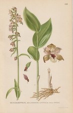 Breitblättrige Stendelwurz