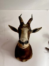 Blessbock Trophäe XXL - Antilope, Gazelle, Deko, Hörner, Gehörn, Afrika