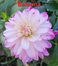 Dahlien Samen Gartenblumen 7 Samen 3€