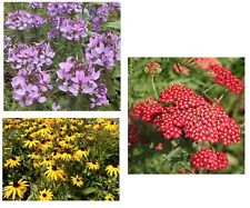 SAMEN 3 Set Blumen Staude für